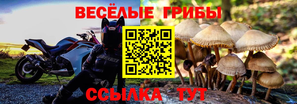 Курчалой  Галлюциногенные грибы Cubensis  Псилоцибиновые грибы Cubensis  Вход с VPN 